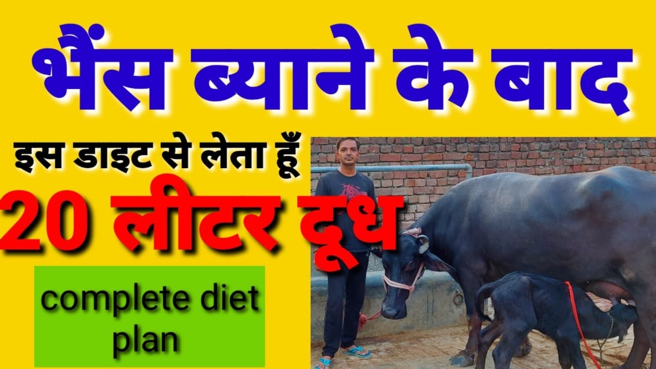 पशु के बयाने के बाद क्या खिलाये|Diet of a buffalo after calving in hindi