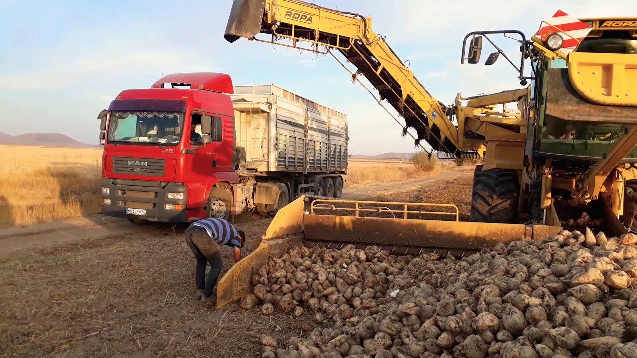 Şeker Pancarı Yükleme #2020 (sugarbeetharvest2020) #Ropa euro-Maus 3