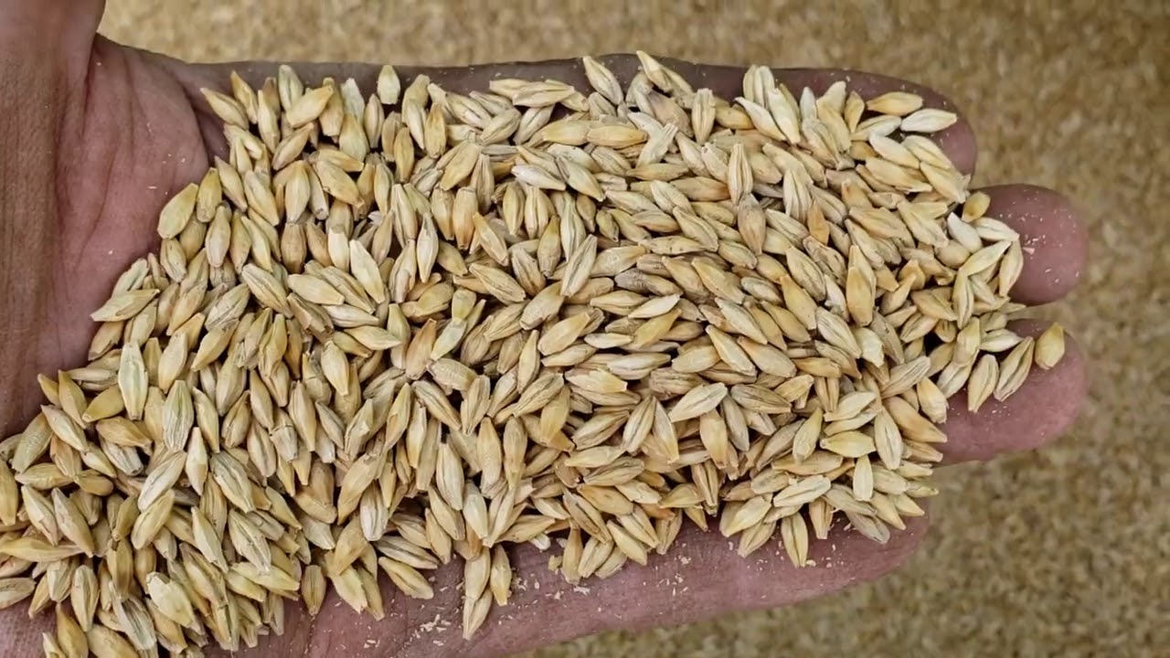 Planting spring Barley