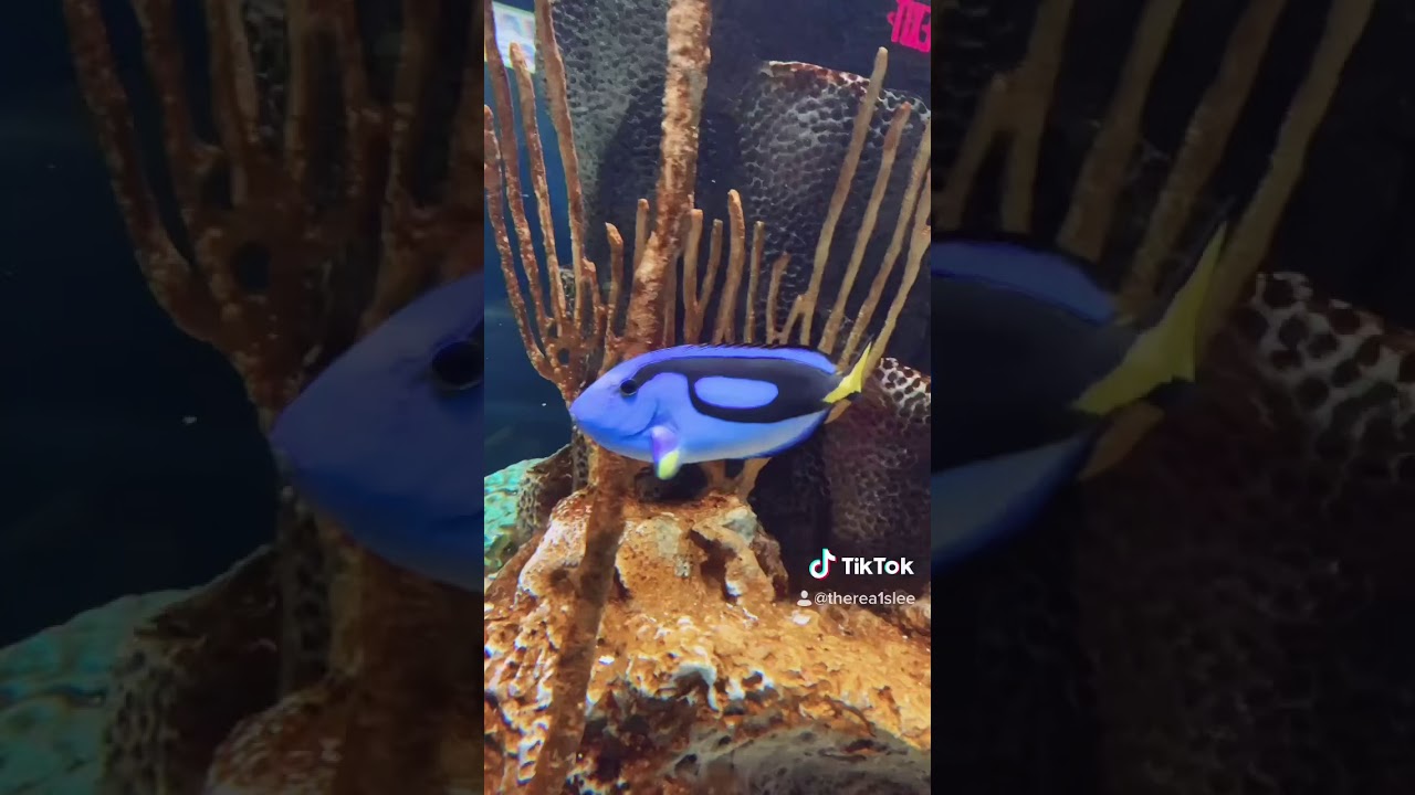Blue tang fish is so beautiful