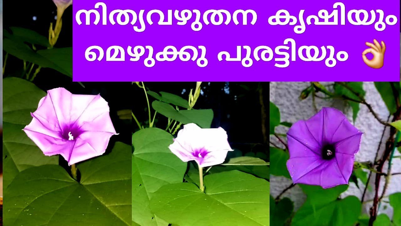 നിത്യവഴുതന കൃഷിയും മെഴുക്കുപുരട്ടിയും Nithyavazhuthana stir fry/Healthy vegetable brinjal stir fry
