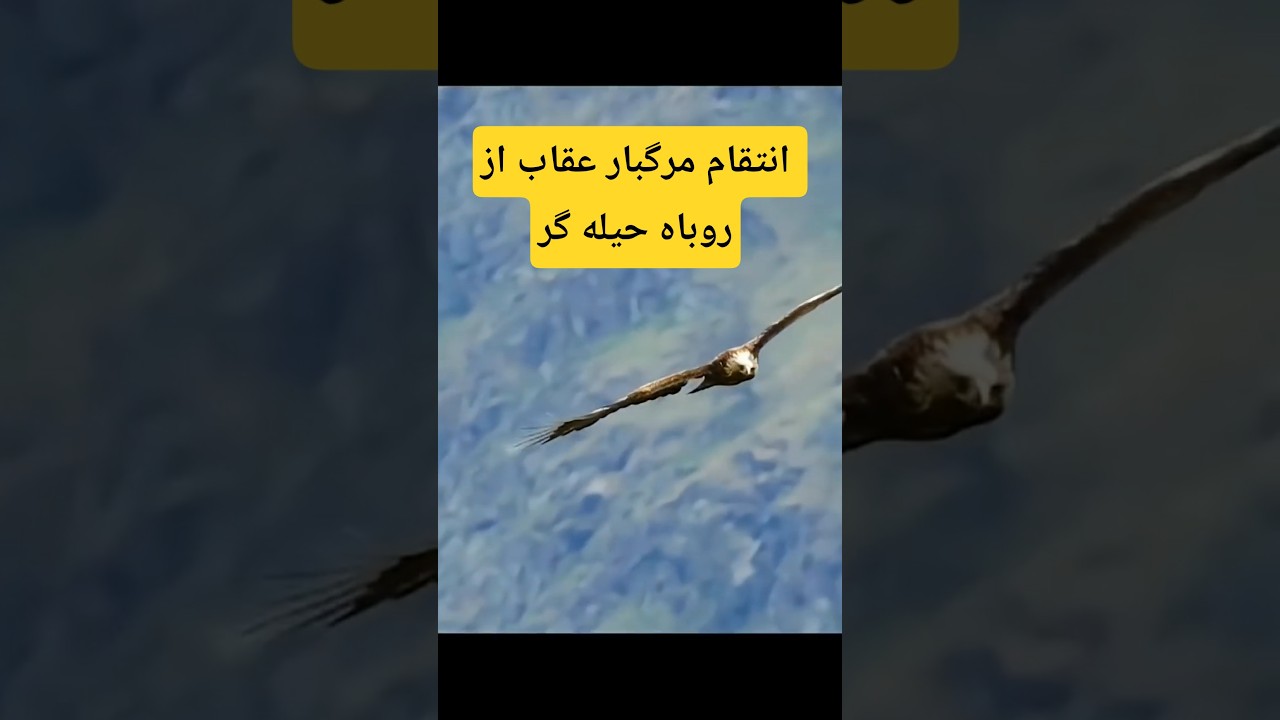 انتقام عقاب شجاع از روباه بخت برگشته #حیات_وحش