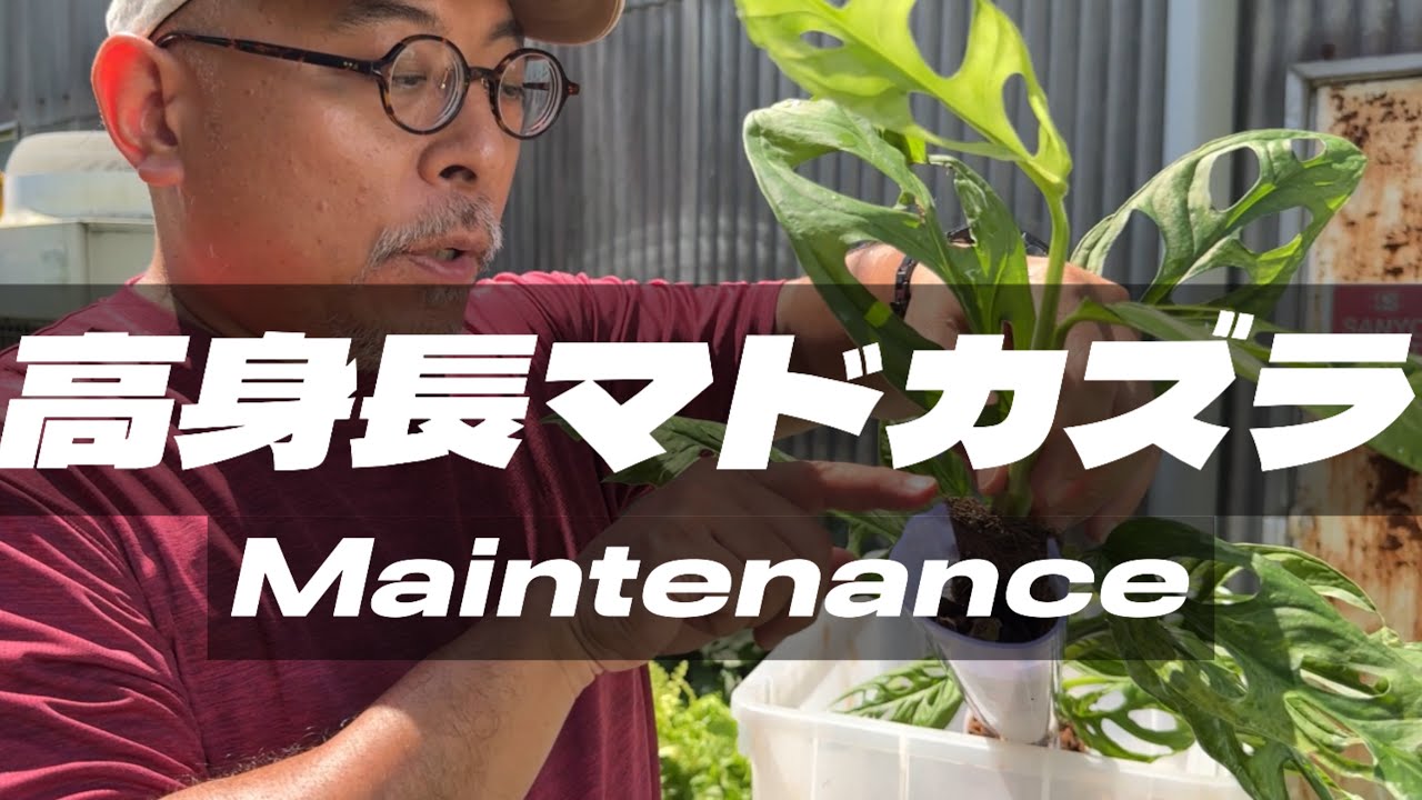 もう少しで頂点！マドカズラをメンテナンス！