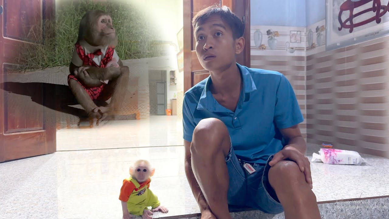 CUTIS secretly go buy medicine at night making dad and baby monkey worried