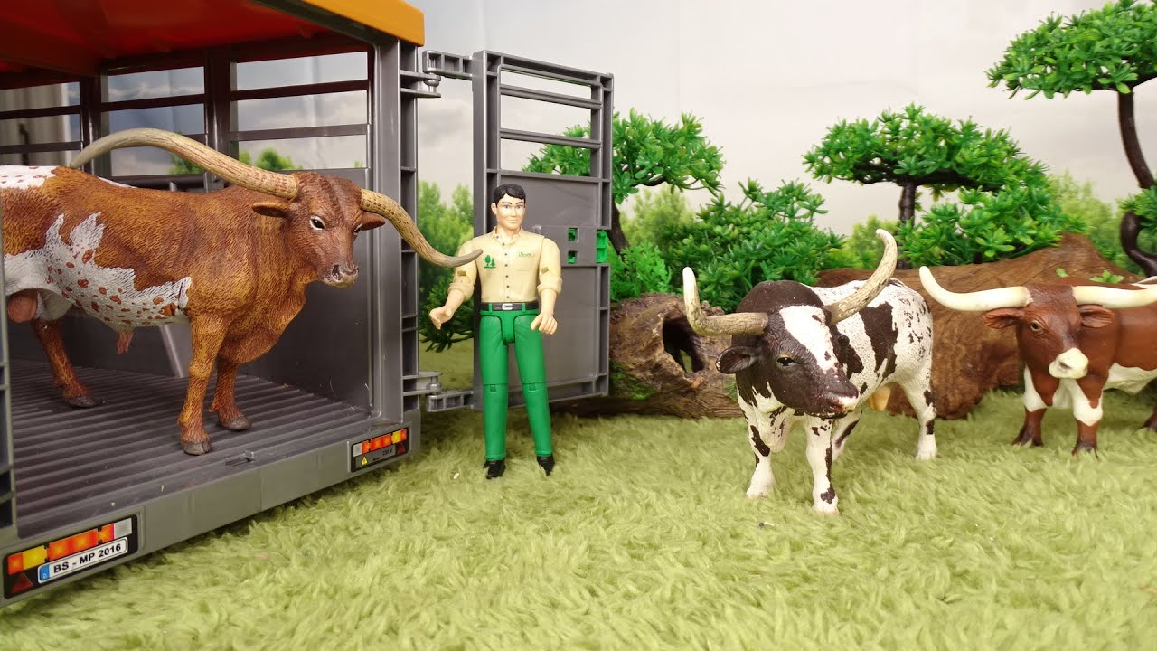 Transporting TEXAS LONGHORN/ Toros/ सांड/Bulls