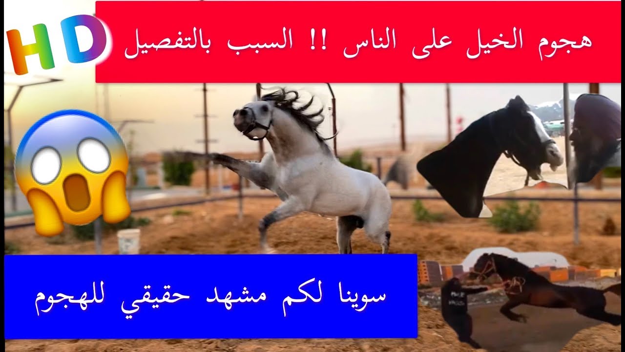لا يفوتك !! هجوم الخيل على الناس + صورت لكم مشهد حقيقي Horse attack Dangerous