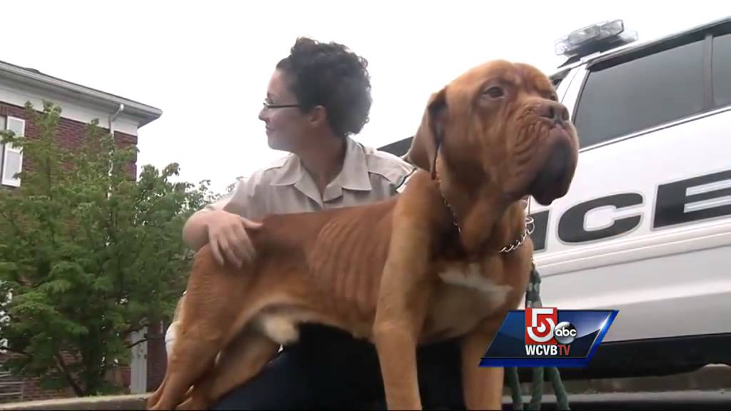 Emaciated dog found starving, digging through garbage