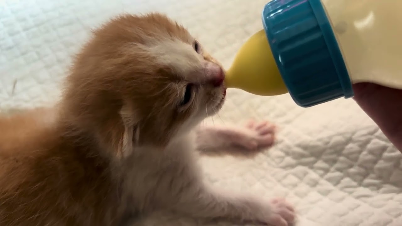 【保護猫】子猫の信（しん）くんの様子です🐈🍼【子猫】