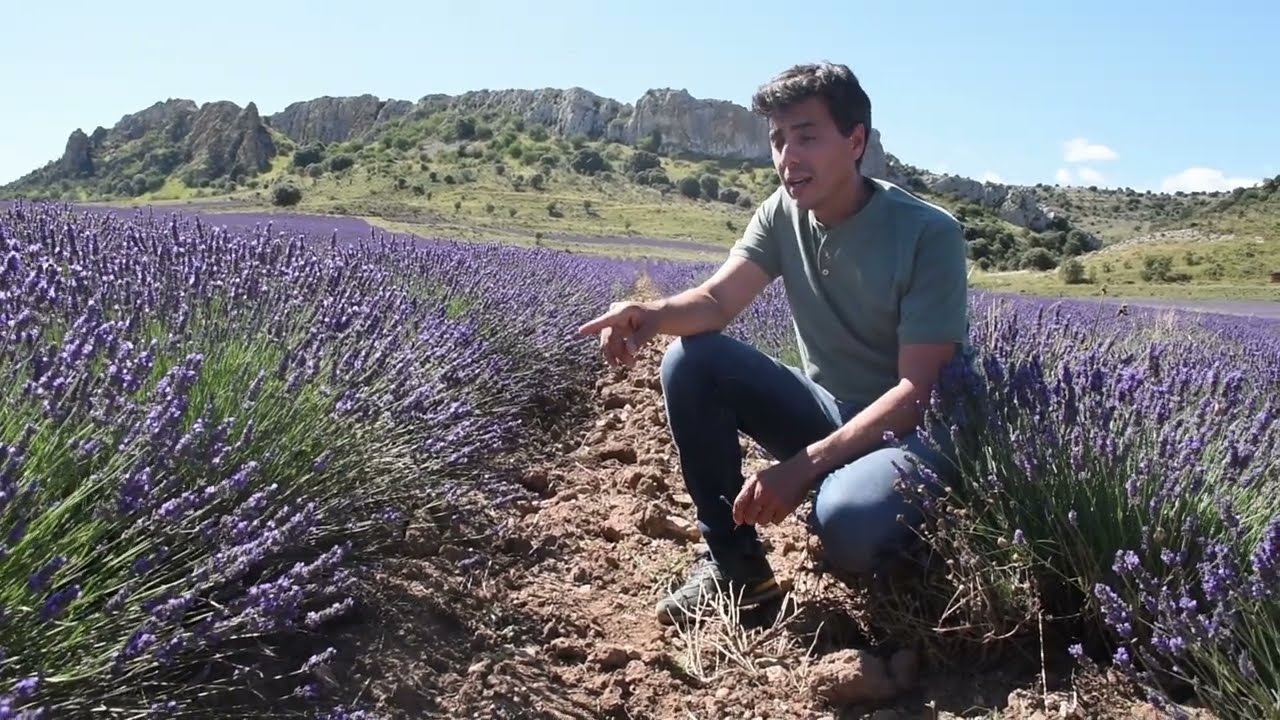 Cultivo de lavanda, espliego y lavandín