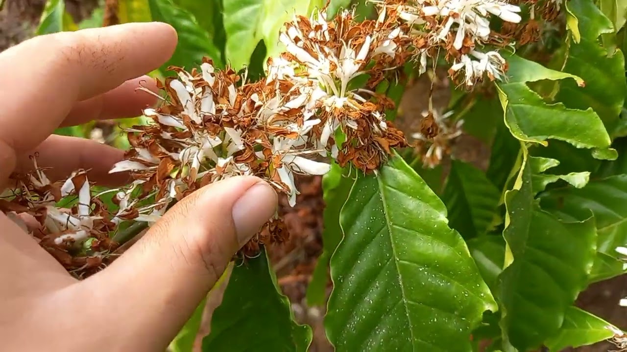 Tưới bép rụng hết rầy rệp