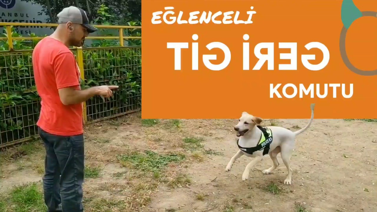 Köpeğime geri geri yürümeyi nasıl öğretirim?