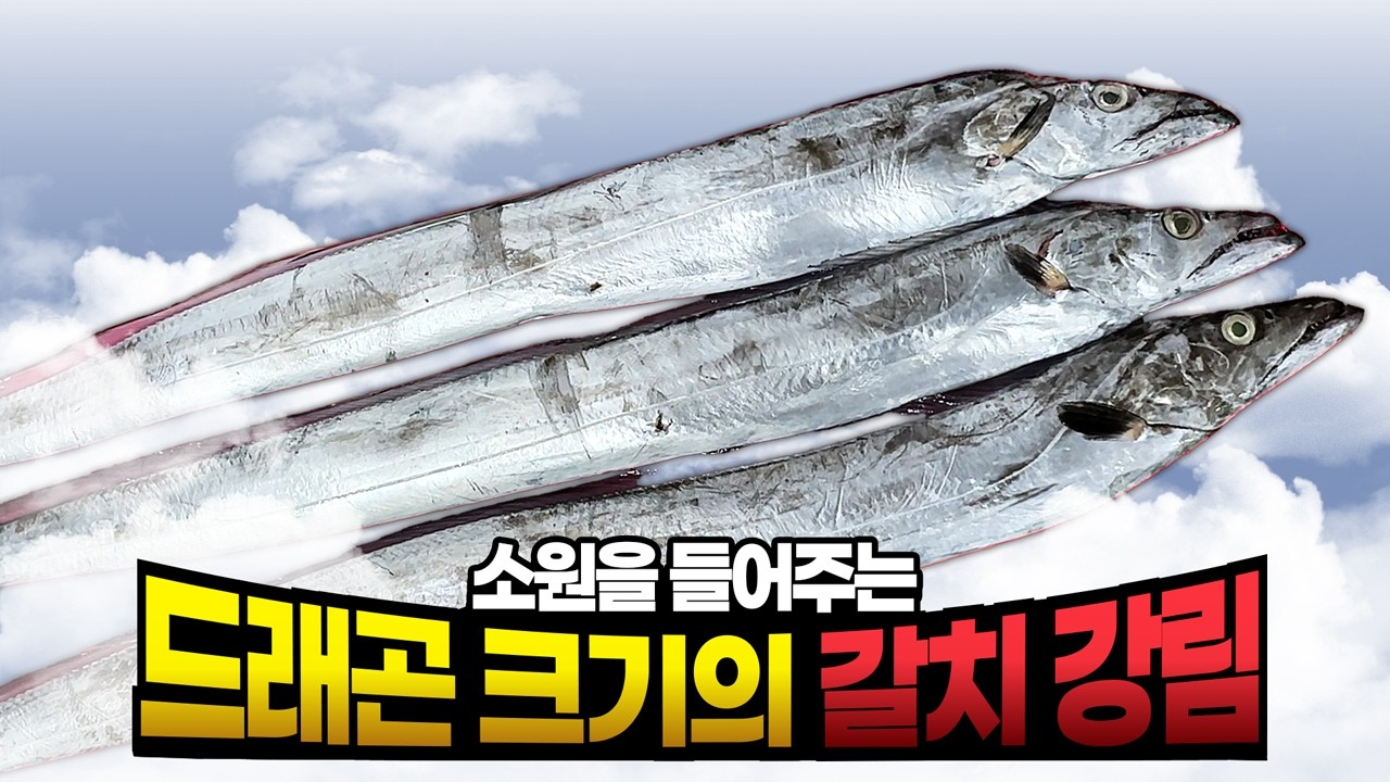 압도적 사이즈! 올해 잡힌 갈치 중 제일 큰 놈?