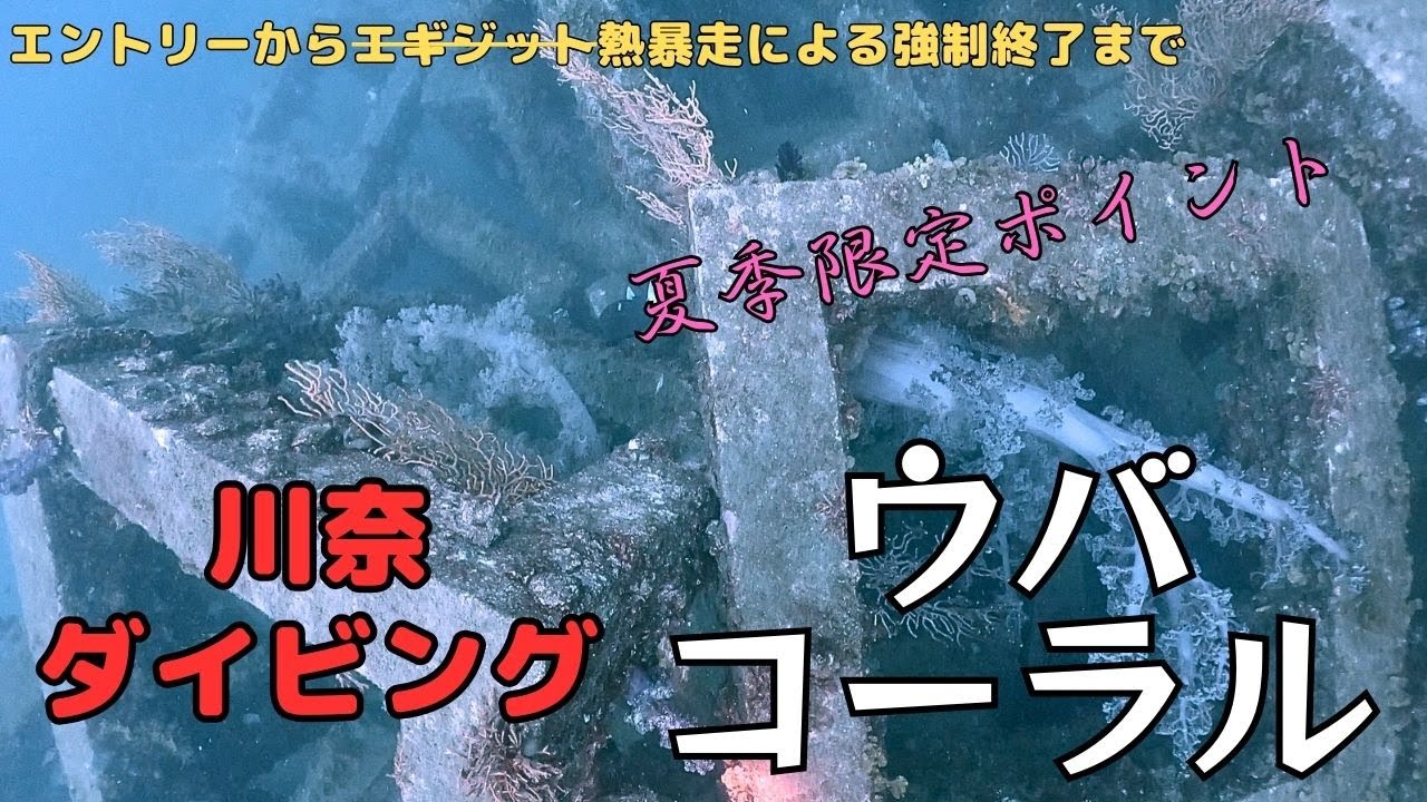 伊豆 川奈の「ウバコーラル」でダイビングしてきた　I went diving at "Uba Coral" in Kawana, Izu     Diving in Japan