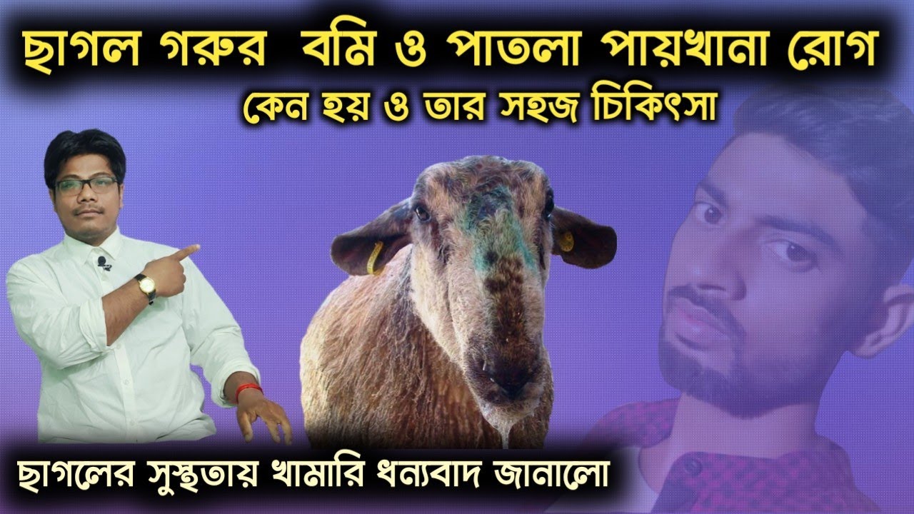 ছাগল গরুর বমি পাতলা পায়খানা ও তার চিকিৎসা || Easy treatment of animal vomiting thin stool disease