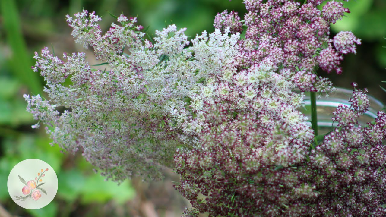 'Dara' Ammi (Daucus carota) Growing Flowers from Seed Gardening for Beginners Cut Flower Farm