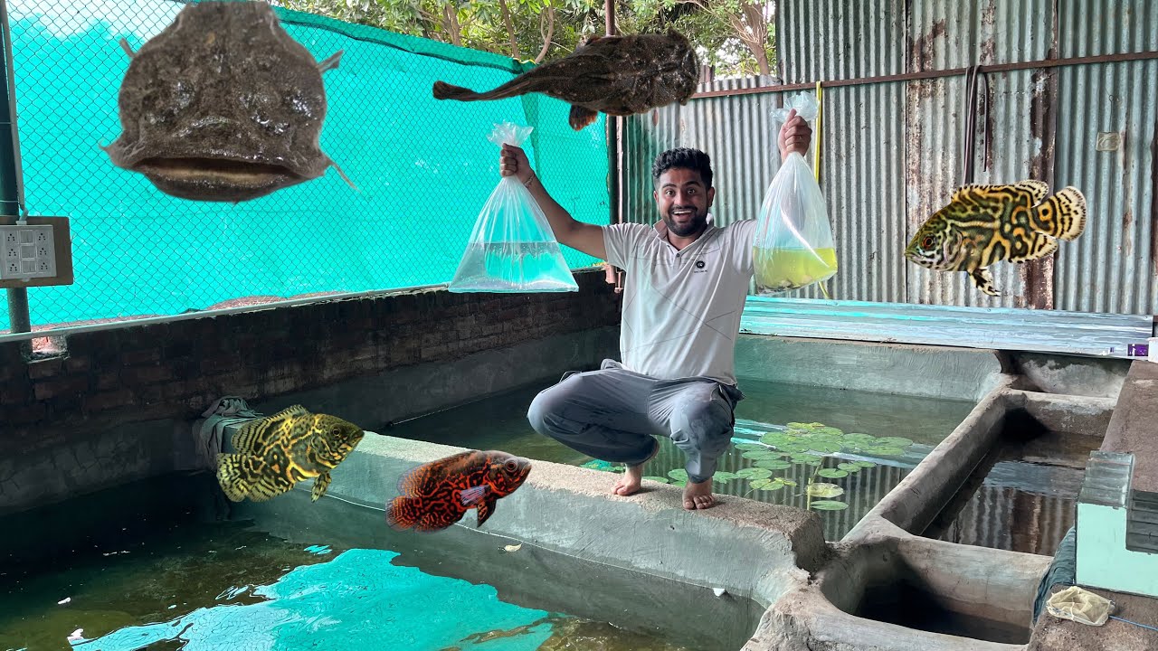 New Fish The Daisy Fish Farm Me Add Kar Di ✨