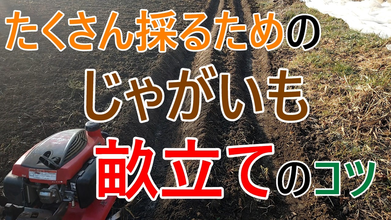 じゃがいも畝立てに収量アップのコツがある！