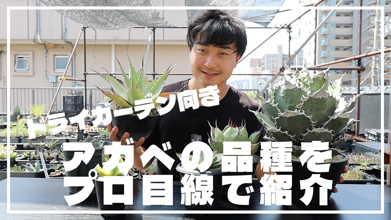 ドライガーデン向きのアガベの品種をプロ目線で紹介！