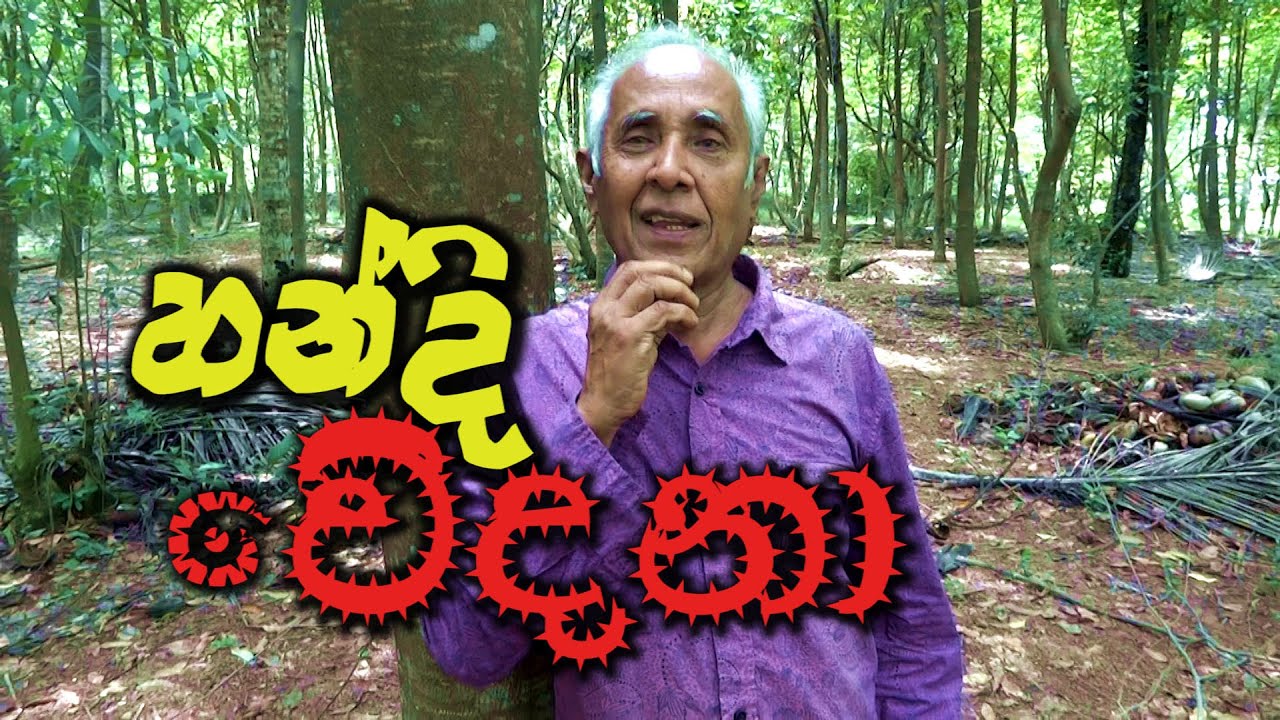 හන්දි වේදනාවට ප්‍රතිකාර . දණහිස් වේදනාවෙන් මිදෙන මඟ.