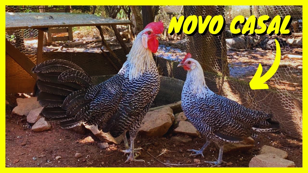 Casal de Galinha Campine | Gutejando