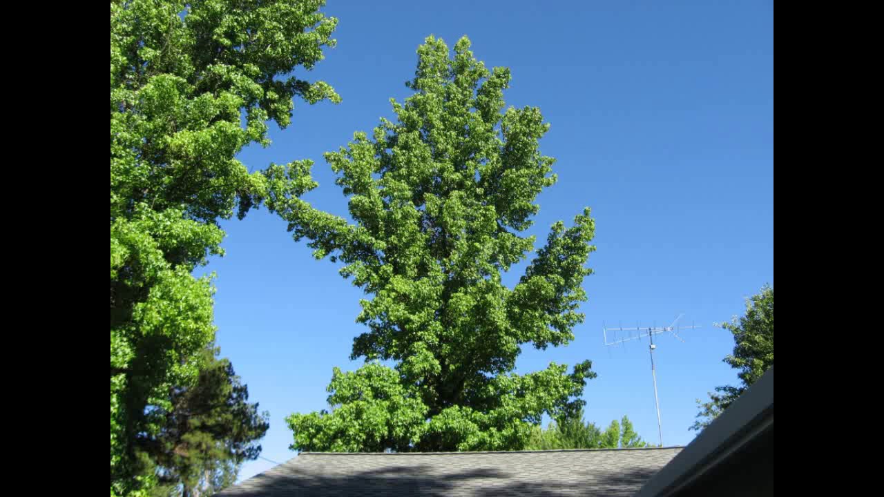 Watching a Liquid Amber (Liquidambar) tree for a year