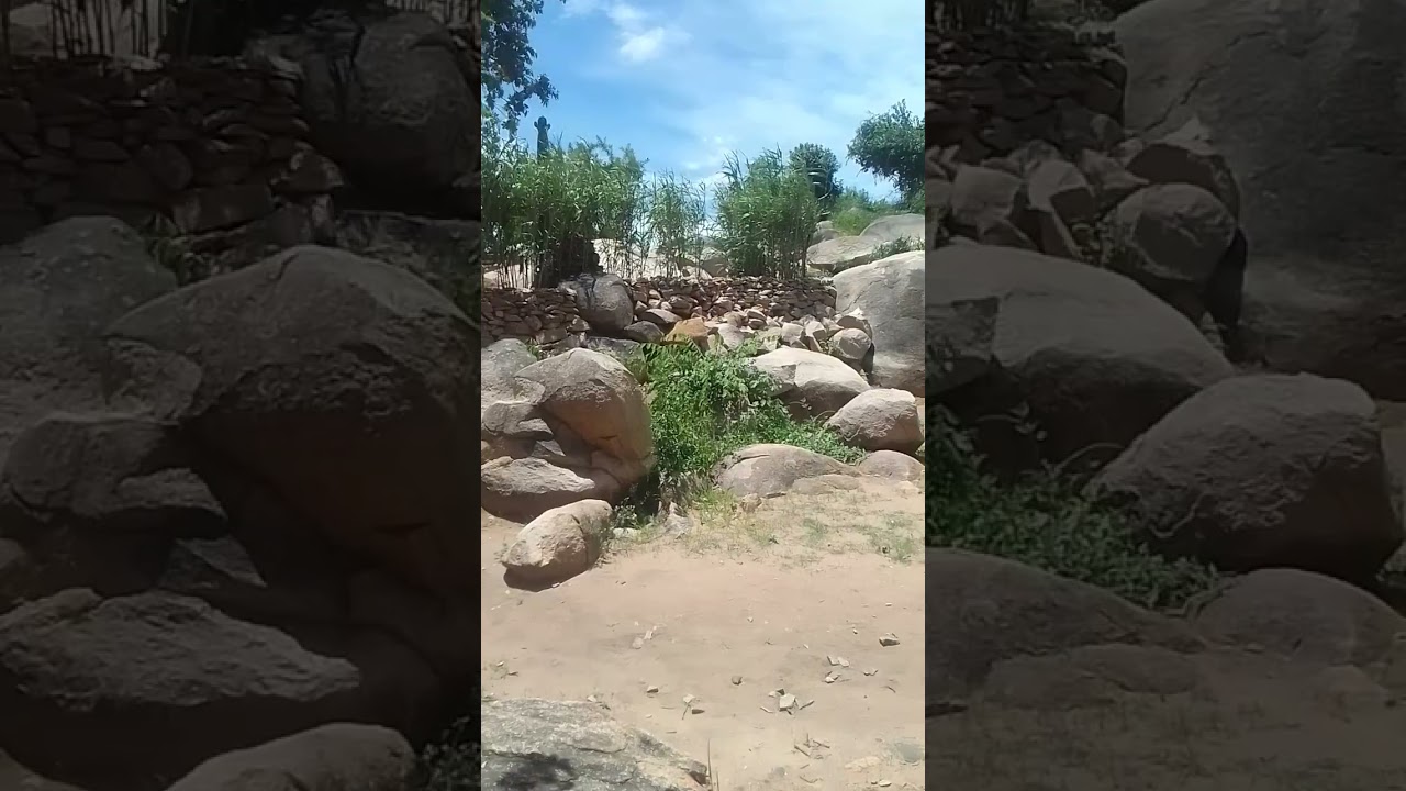 Kutaura kweNyenyedzi 