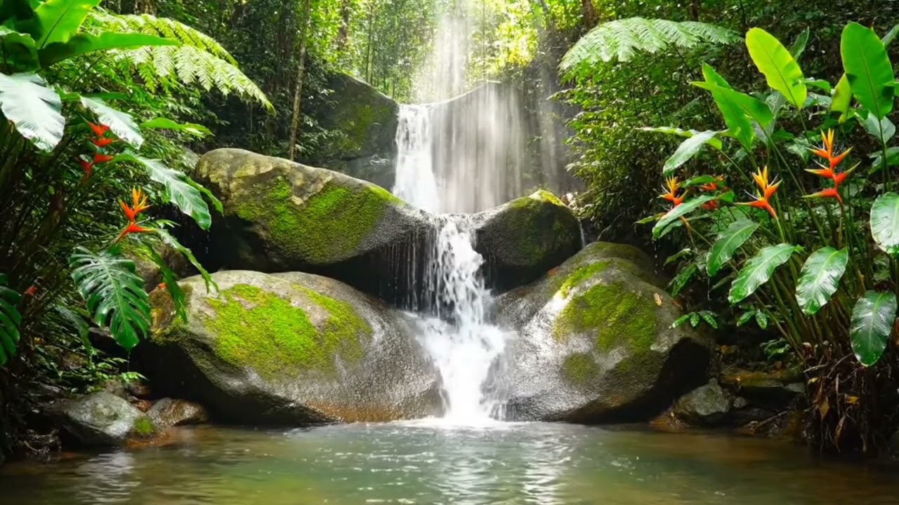 Best Forest Sounds for Sleep & Relaxation | River Sounds & Birds Chirping (1 Hours)