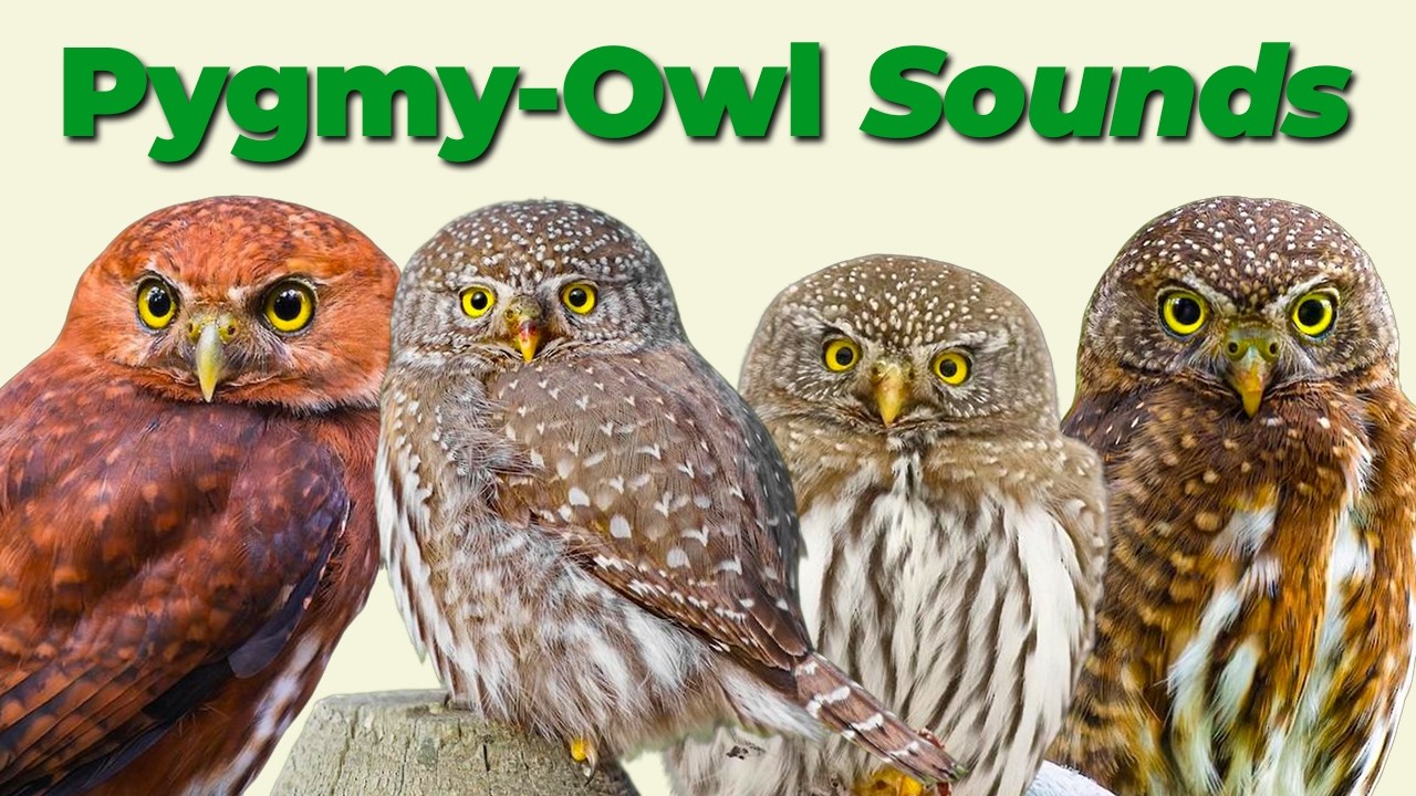 6 Species of Pygmy-Owls