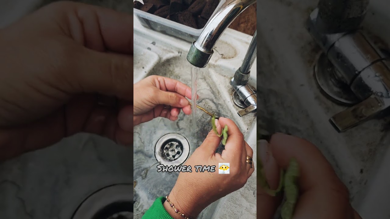 Acclimating tissue culture is easier than you think! Watch as we acclimate a Monstera Thai  