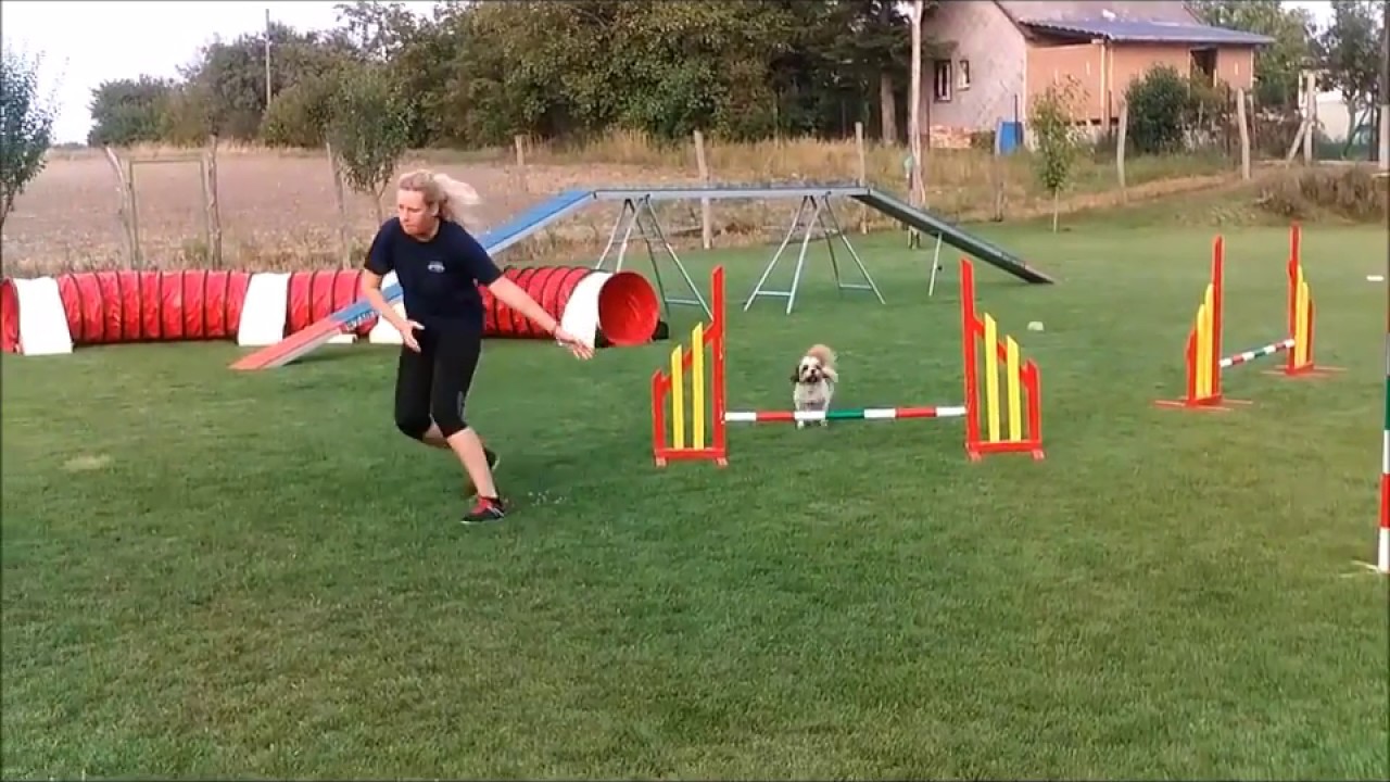 Lia jumping training  Shih tzu agility training