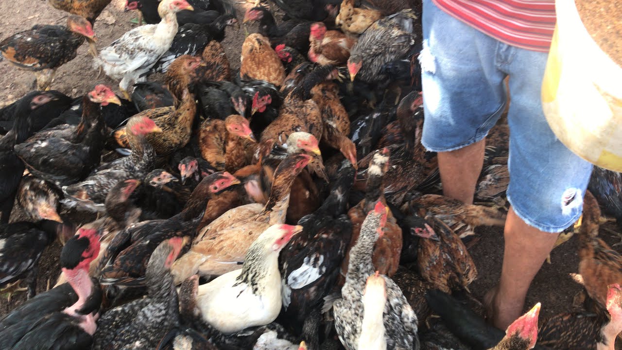 MINHA CRIAÇÃO DE GALINHAS CAIPIRA, COLETA DE OVOS FRESCOS E ALIMENTAÇÃO DE QUALIDADE!