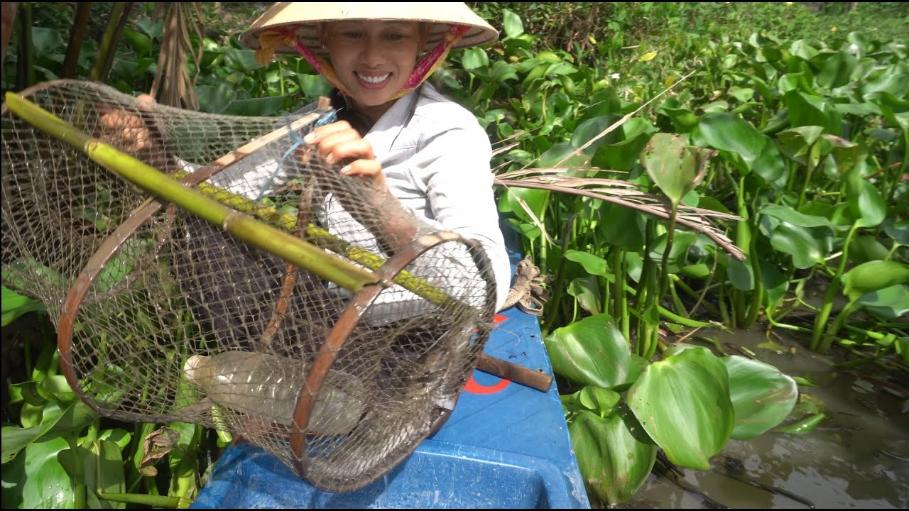 1287 / Đặt lờ cá lóc  trong bặp bè