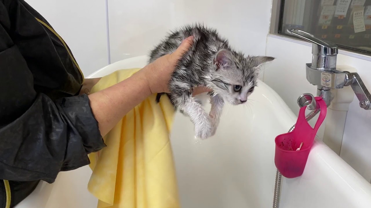 プロ技！アメリカンショートヘア 子猫をトリマーさんにシャンプー・お風呂してもらいました。
