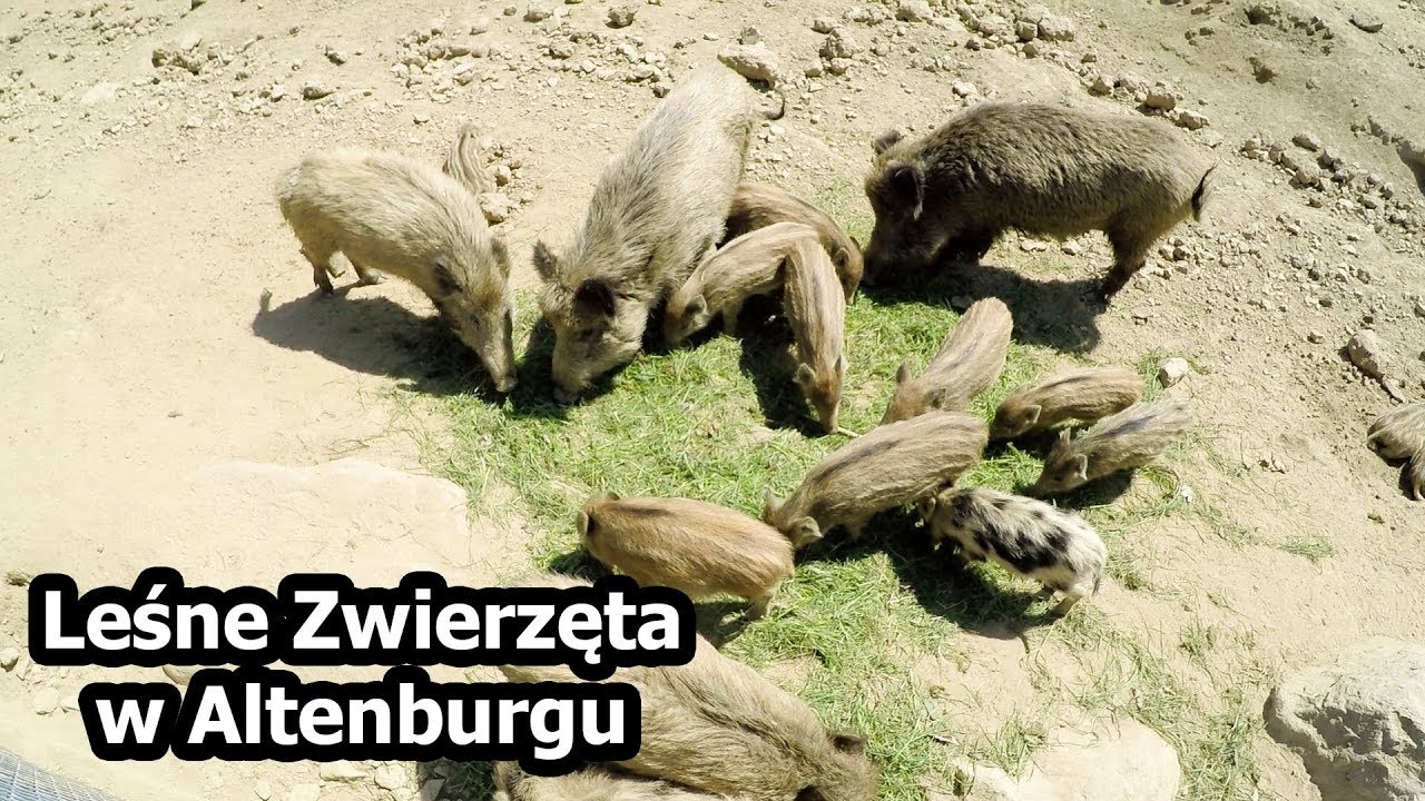Śpimy na Odludziu + Park Leśnych Zwierząt w Altenburgu (Vlog #130)