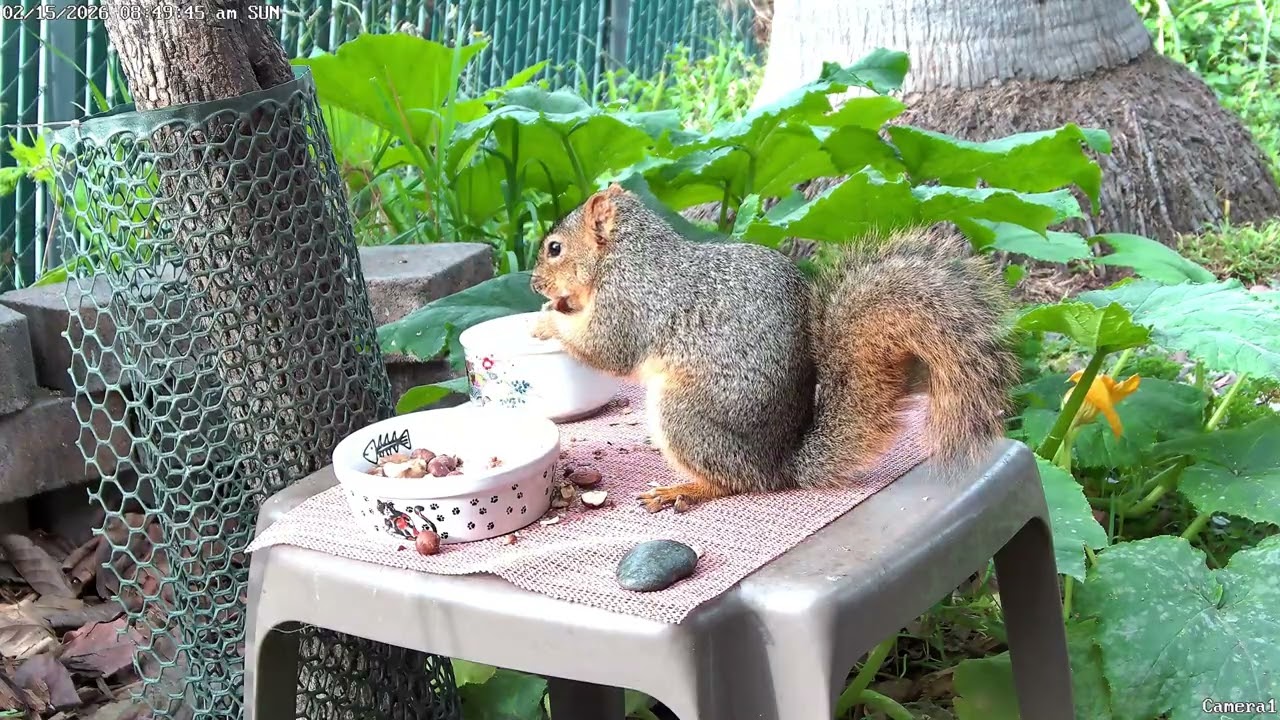 The Squirrel, the Myth, the Legend: Victor the Red
