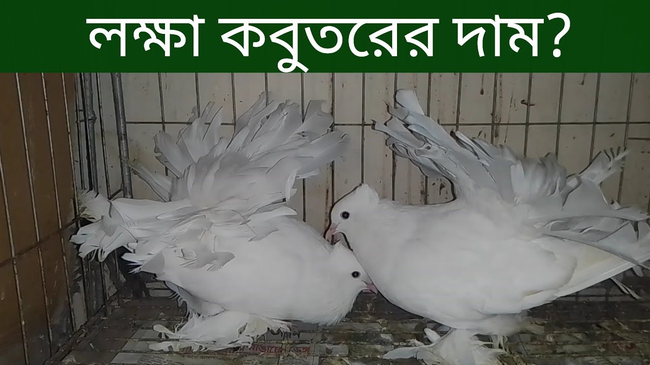 লক্ষা কবুতরের দাম পালন পদ্ধতি ও ব্রিডিং |Fantail Pigeon Price In Bangladesh And India|Kobutor Er Dam