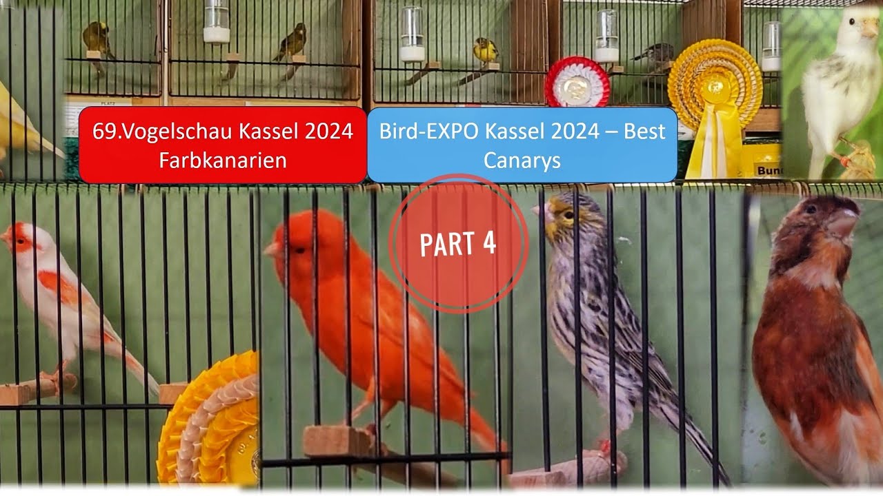 69. Vogelschau Kassel 2024 -Teil 4 - 