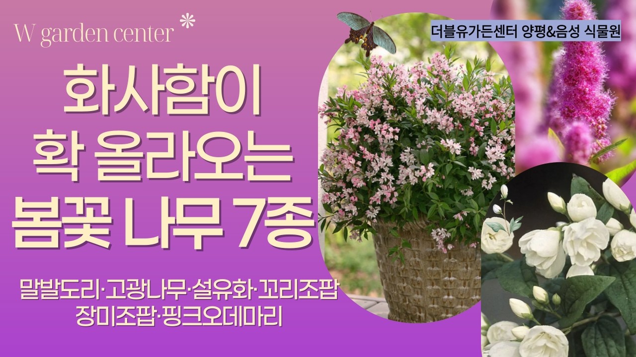 꽃이 오래 기억에 남는 봄꽃 나무 7종·양평식물원 미니오픈 기념 방문시 10% 할인 이벤트