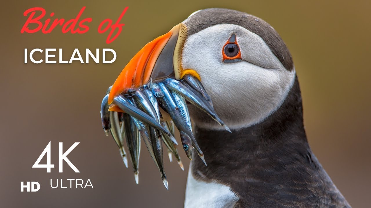 Birds of Iceland 4K
