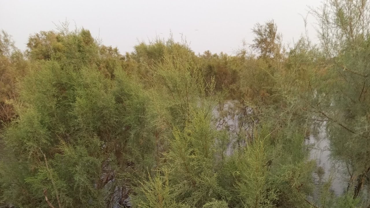 شجر الإثل