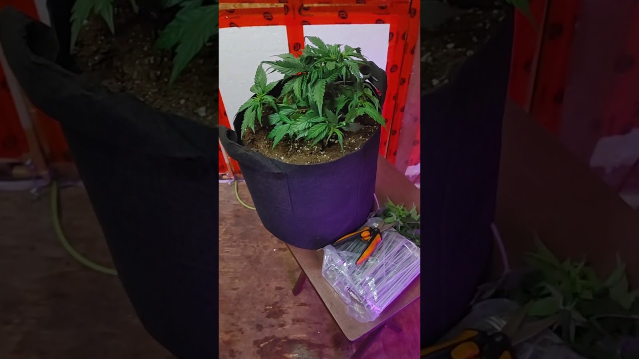 Dr Greenthumb - Bruce Banner autoflower - transitioning from veg to flower