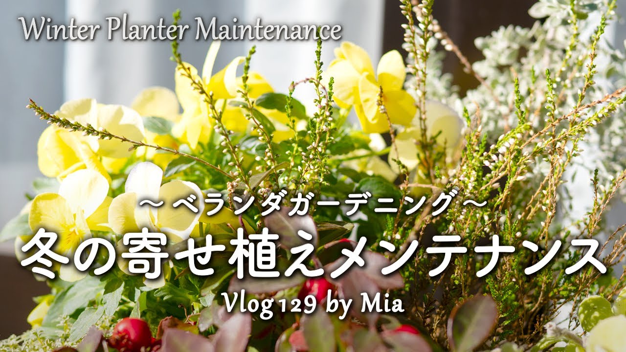 冬の寄せ植えメンテナンス ネメシアの植え替えとカルーナのお迎え | ベランダガーデニング #129 Winter Planter Maintenance