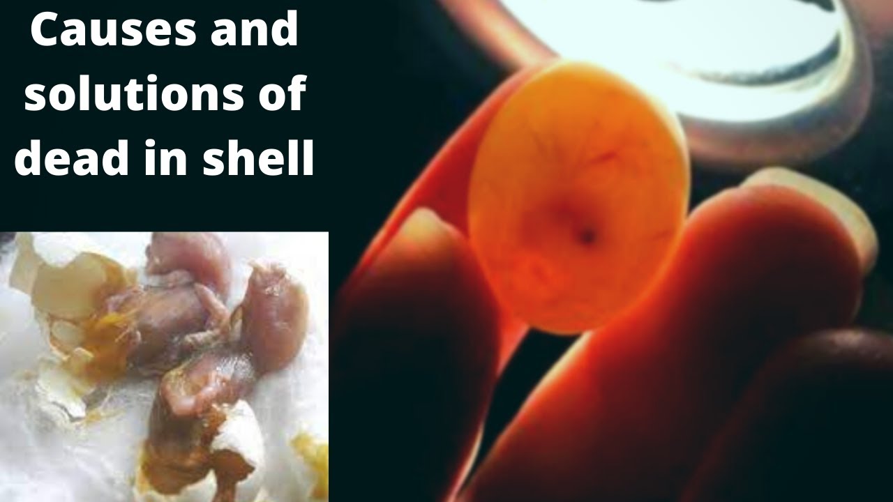 Causes and solutions of dead in shell | HWI Aviary