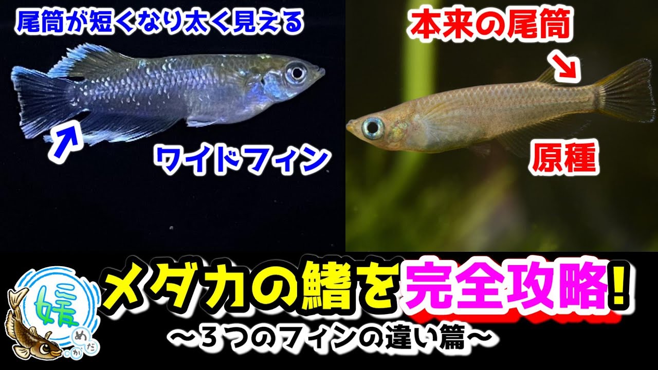 メダカの鰭を完全攻略～ワイドフィン＆リアルロングフィン＆ロングフィンの違い篇～【媛めだか/ヒレ】