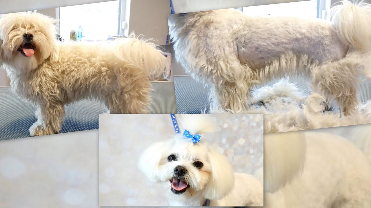 PetGroooming - Grooming Very Matted Maltese #70