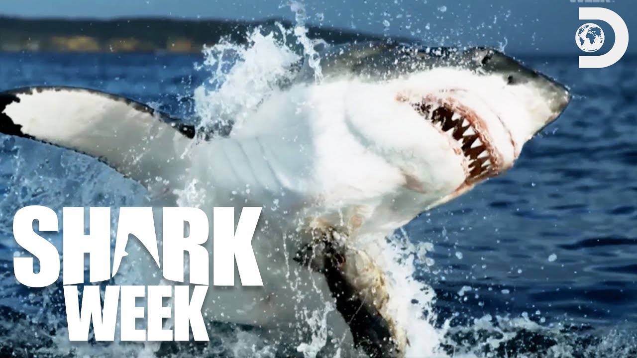 Who&rsquo;s the ALPHA? 🦈 Shark Competition | Shark Week (2024) | Discovery