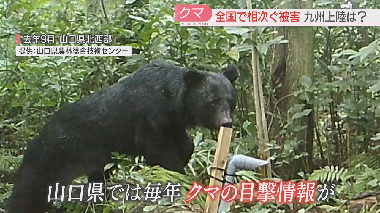 【厳選！】全国で相次ぐクマの出没　福岡の隣・山口県下関市でも　九州上陸の可能性「ゼロではない」