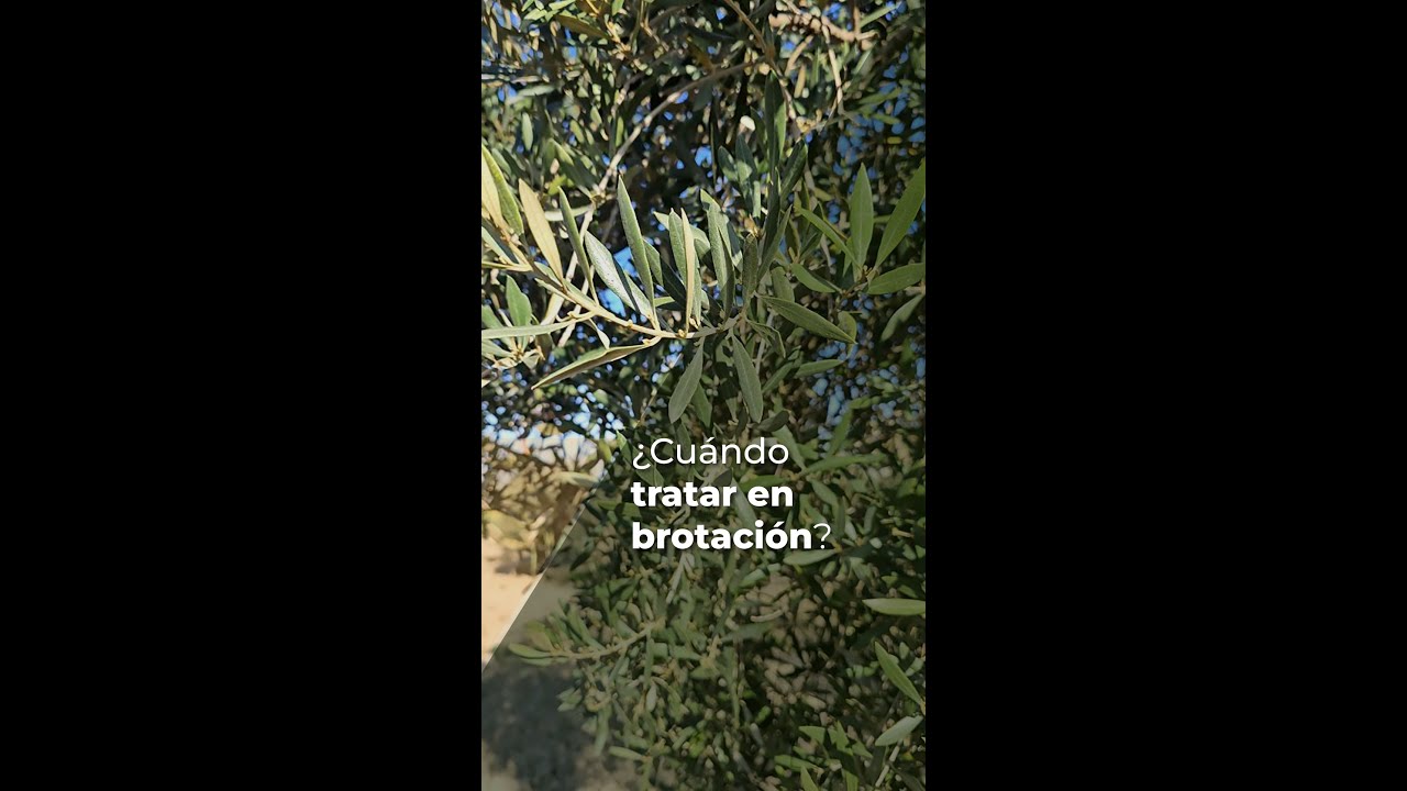 ¿CUÁNDO TRATAR EN BROTACIÓN? - OLIVAR
