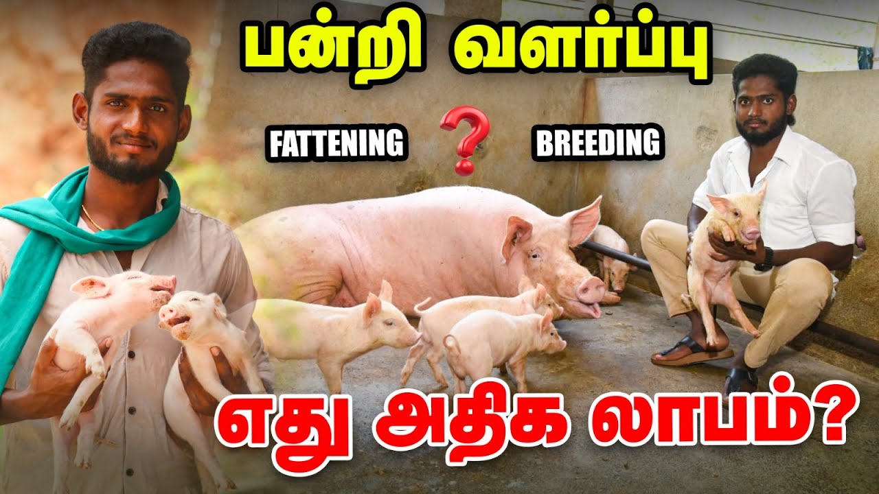 குறைந்த முதலீட்டில்... அதிக லாபம் | பன்றி வளர்ப்பில் Success --ஆக இதையெல்லாம் பண்ணுங்க!