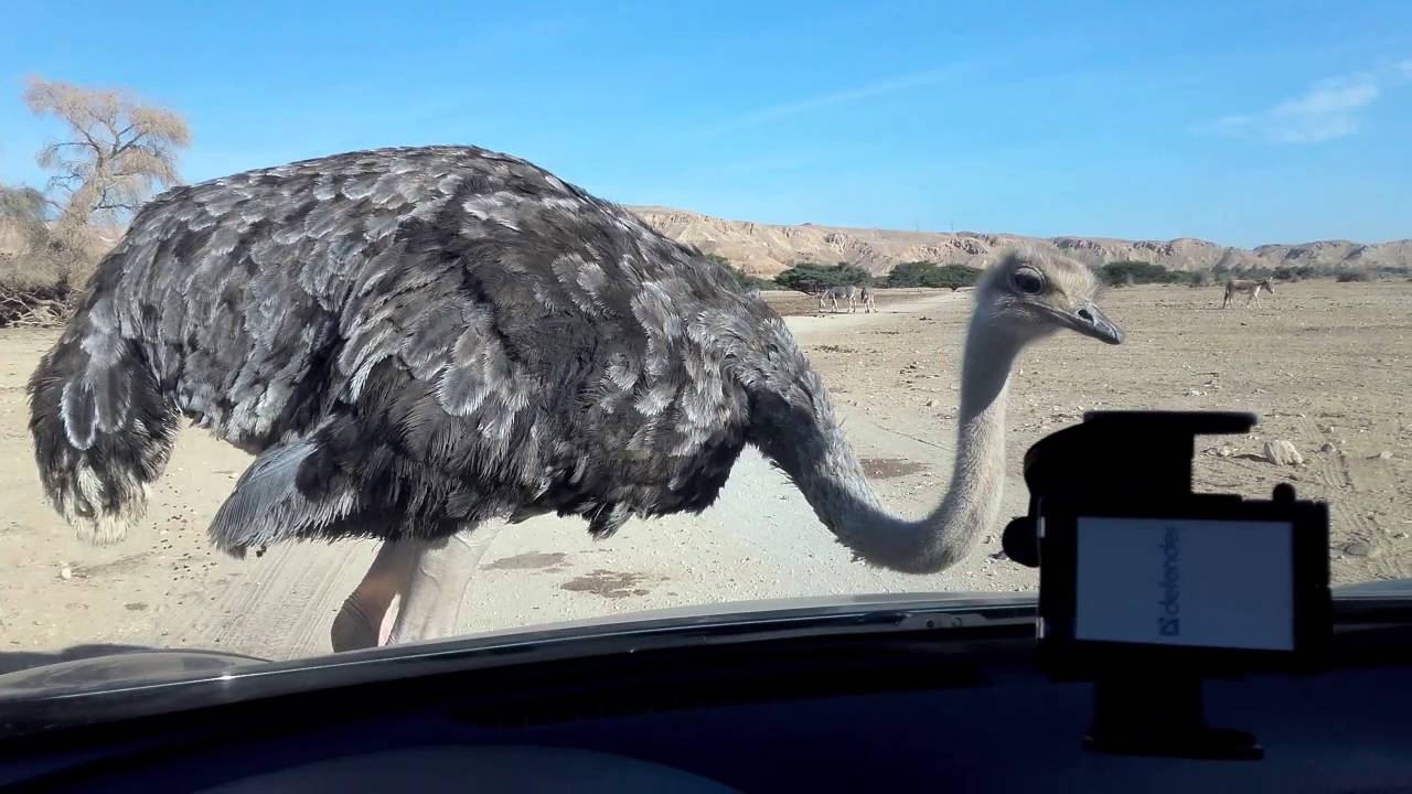 Agresivni pstros - Hai Bar Yotvata reserve